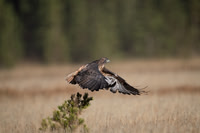 _RH99409-E