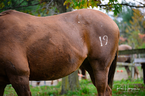 _RH95148