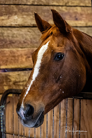 _RH94597-Enhanced-NR
