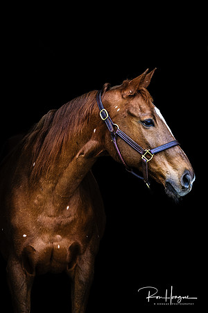 _RH94856-E